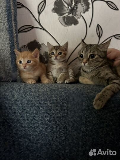 Котята в добрые руки