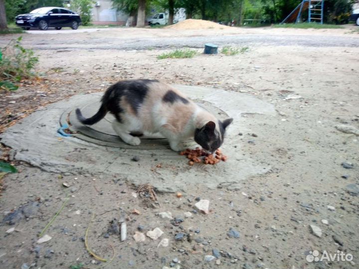 Кошка ищем передержку или добрые ручки