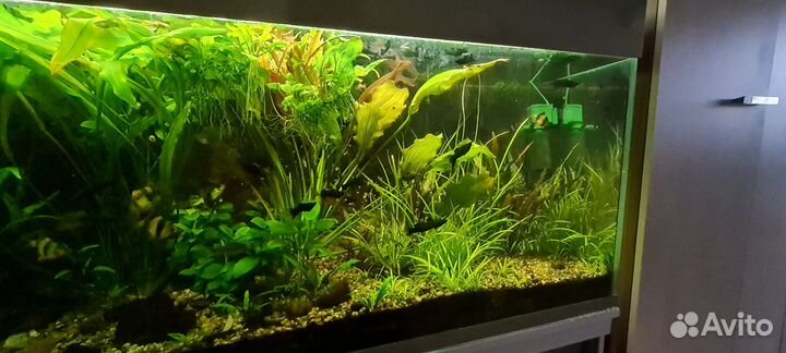 Аквариум