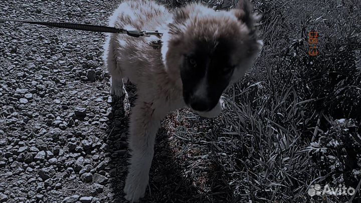 Милая девочка среднего размера