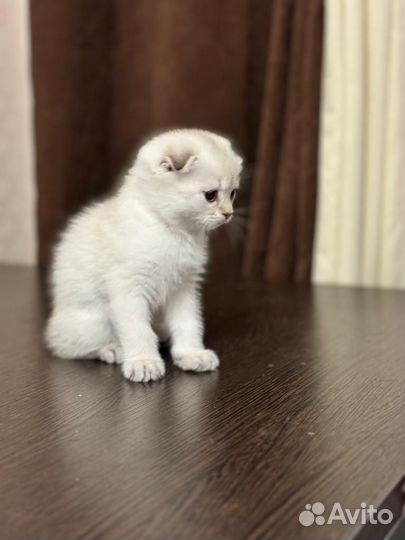 Продажа шотландских котят