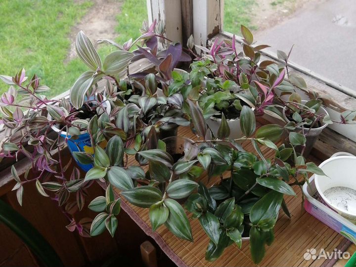 Домашние растения