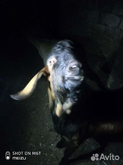 Нубийский козел