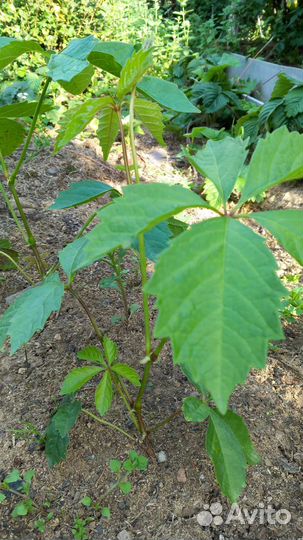 Девичий виноград