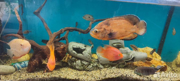 Декорации для аквариума