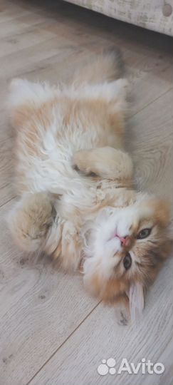 Котята золотая шиншилла