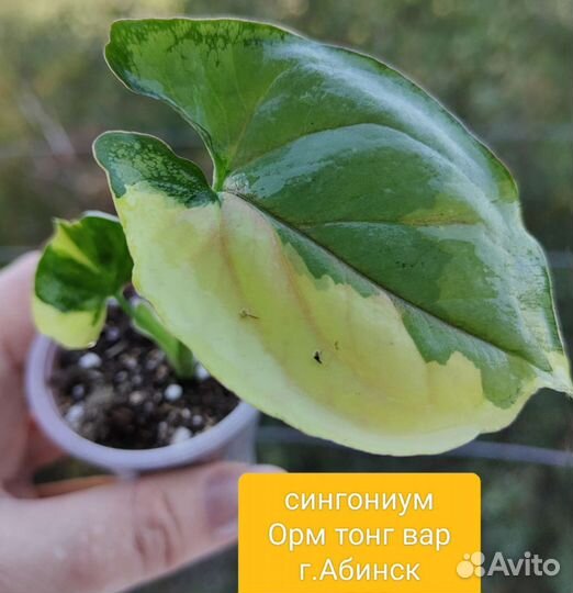 Сингониум, нематантус,фиттонии