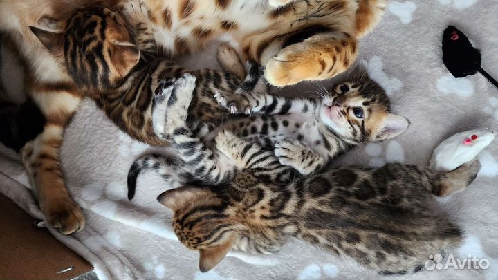 Бенгальские котята с документами