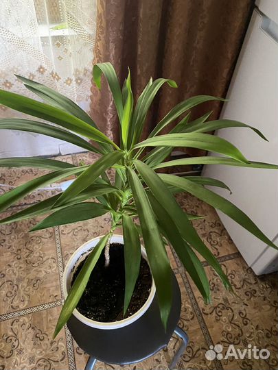 Кордилина(драцена)