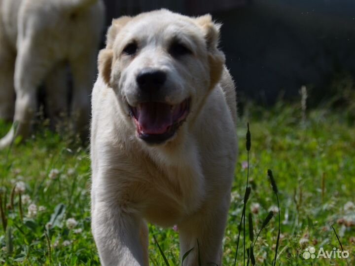 Высокопородные щенки алабая, туркменские крови
