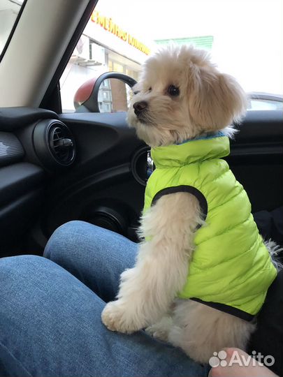 Курточка для собак