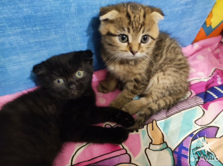 Шотландская вислоухая кошка бесплатно