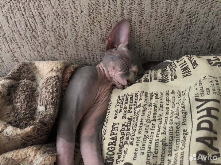 Передержка животных