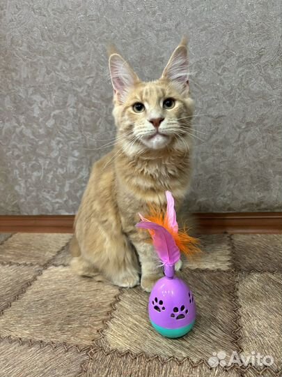 Котята мейн-кун