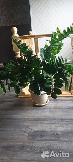 Замиокулькас