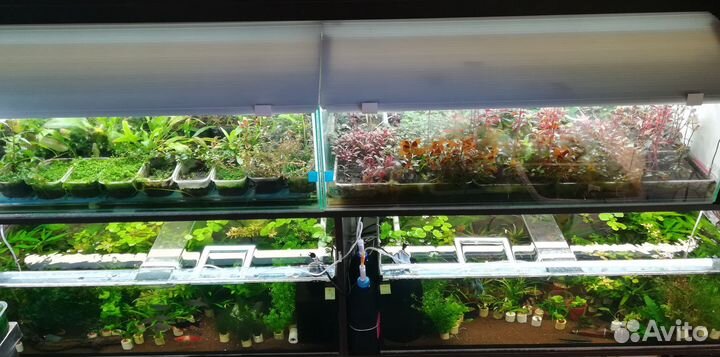 Аквариумные растения с доставкой почтой