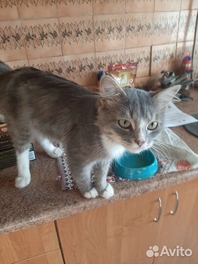 Котик в добрые руки