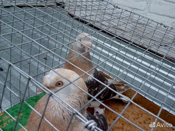 Продажа голубей