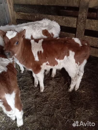 Телята бычки 1-2 месячные