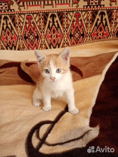 Котята