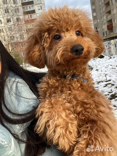 Вязка пудель