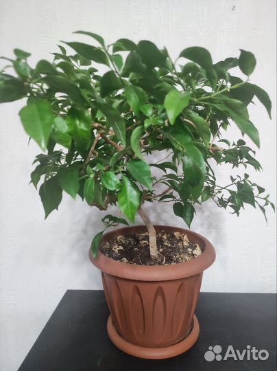 Бугенвиллия Александра