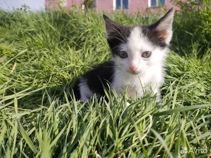 Котёнок 1,5 месяца, мальчик