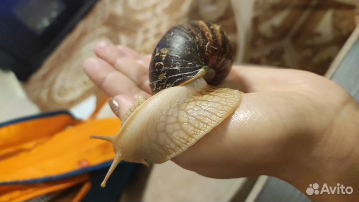 Улитки ахатины бесплатно