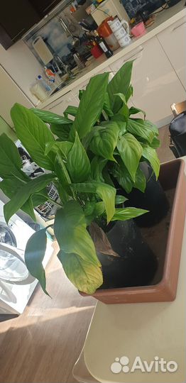 Спатифиллум