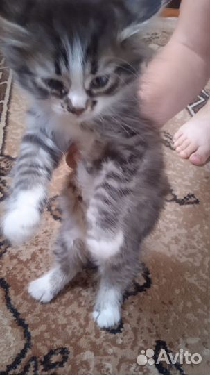 Отдам котенка в добрые руки