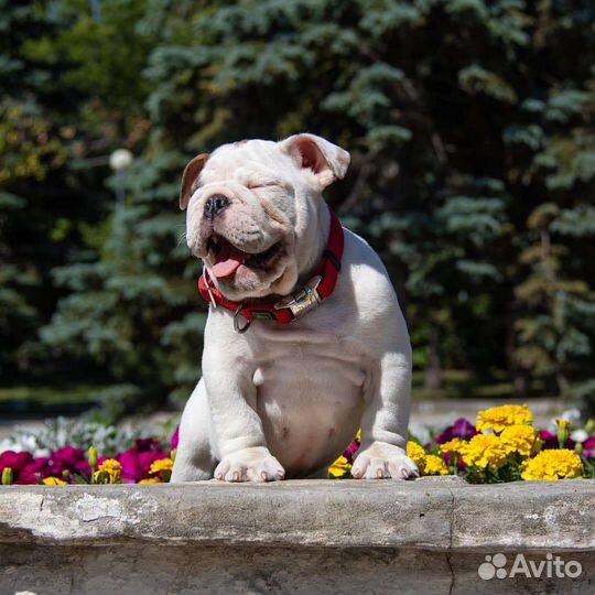 Английский бульдог