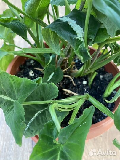 Сингониум вендланда