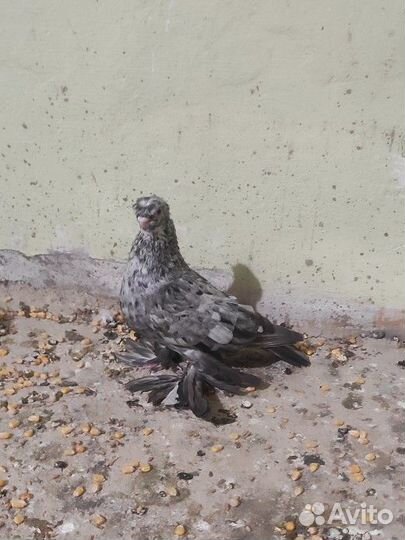 Голуби узбеки