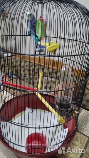 Волнистый попугай с клеткой