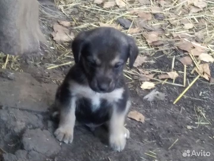 Щенки в добрые руки