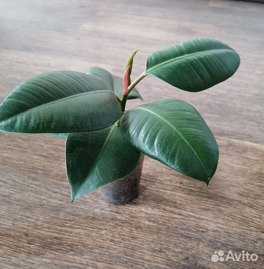 Фикус эластика робуста