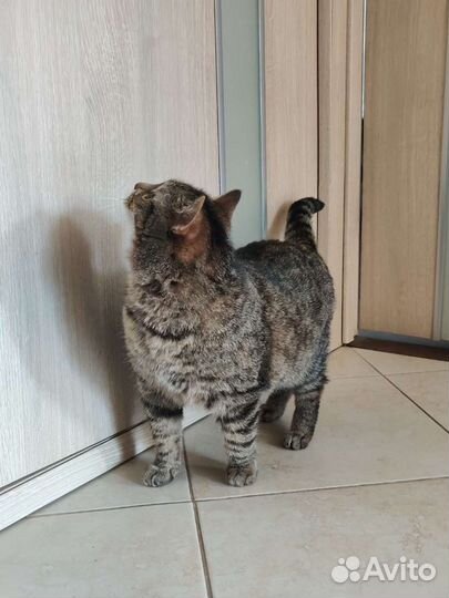 Кошка Шипучка