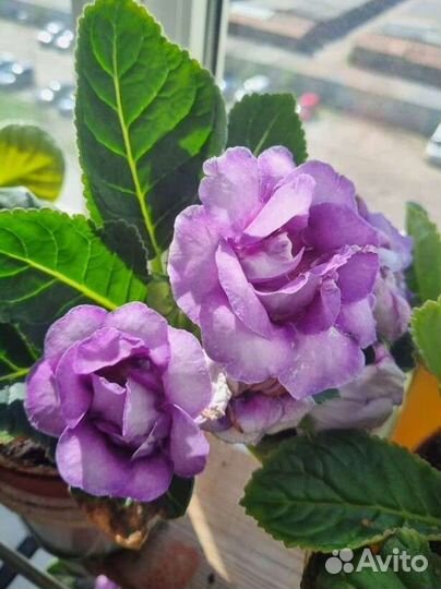 Лист глоксинии 