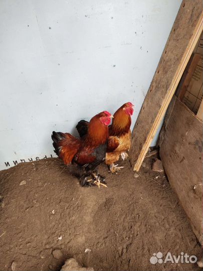 Петухи породы брама