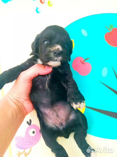 Кокер спаниель