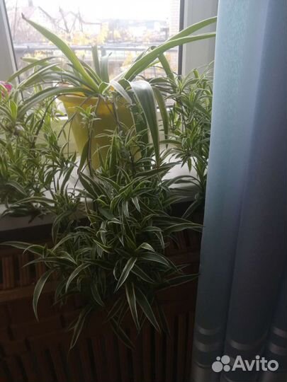 Хлорофитум