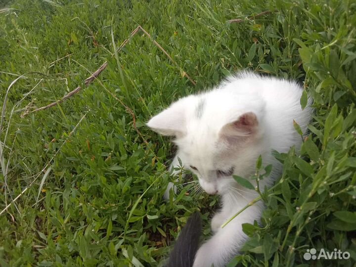 Домашние животные кошки