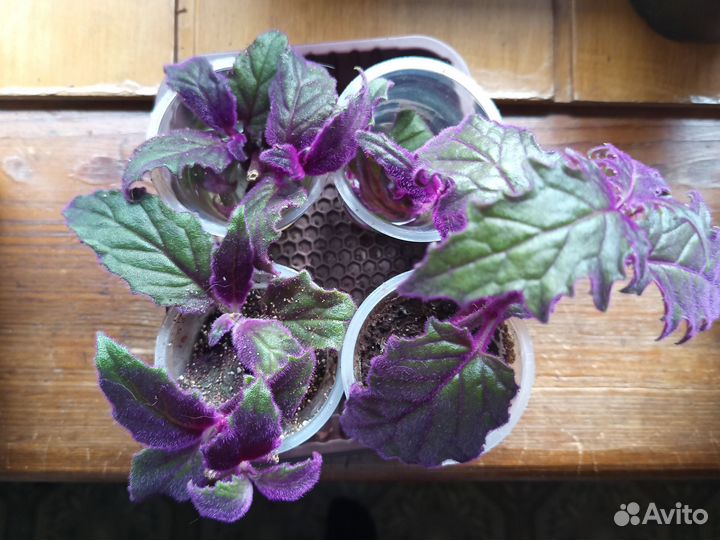 Цветок гинура