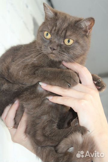 Кошка в дар