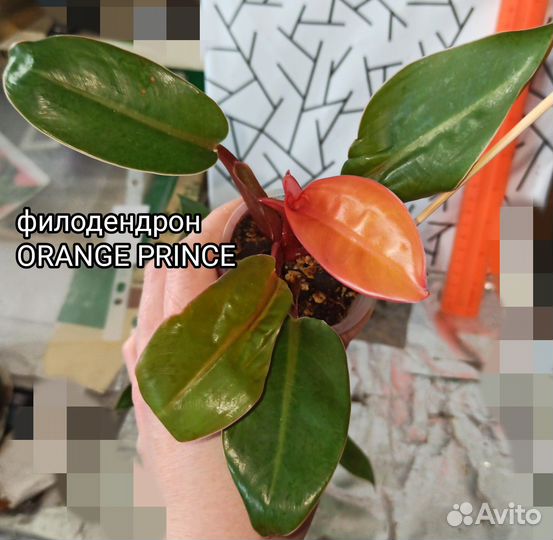Филодендрон Orange Prince, Black cardinal