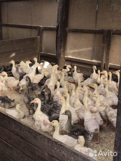 Гуси линда Утки