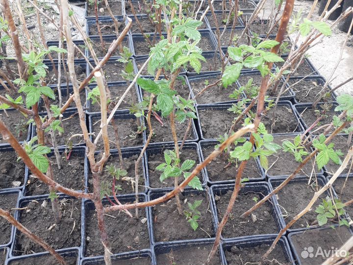 Саженцы малины Полька в горшках с зкс