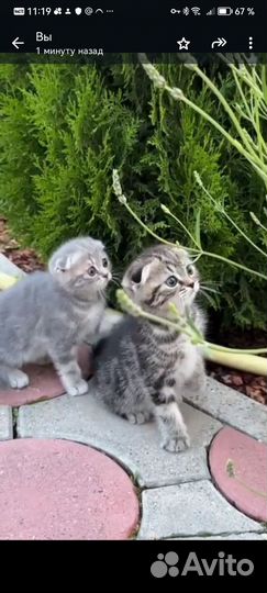 Шотландские котята