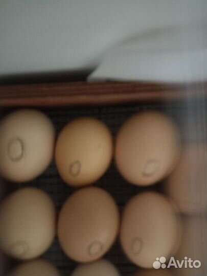 Инкубационное яйцо кур