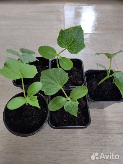 Рассада огурцов